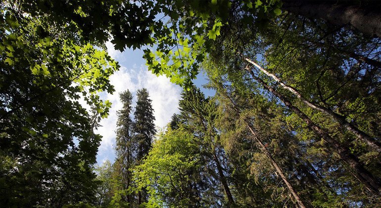 Europe de l'Est et du Sud-Est :  les pays s’engagent à restaurer plus de 4 millions d'hectares de terres d'ici à 2030 